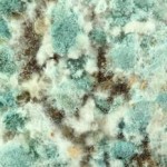 mold closeup