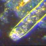 astaxantina_alga