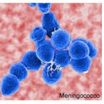 meningococco