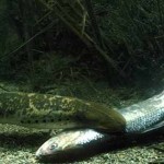 pesci_di_mare_lampredadimare3