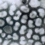 20130622_H6N1Virus_0