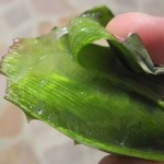 256px--_13_-_ITALY_-_Aloe_Vera_gel_Juice_extract_-_organic_BIO_italian_cosmetics_or_supply_food_focus_on