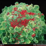 T4andHIV