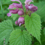 ortica via bafan.bafan.it