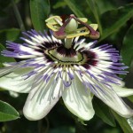 Passiflora coerulea