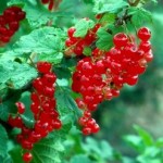 ribes_rosso