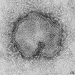 _67383893_hi017776389