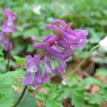 Corydalis_cava