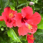 Hibiscus_rosa_sinensis_fiore-01