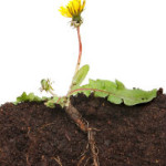 dandelion-root