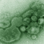 image_1494-H7N9