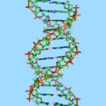 image_1618-DNA-duons