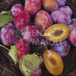 prugna-meschina-nera