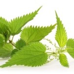 stinging-nettle-small