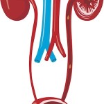 urinary-system-small