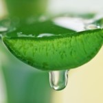 aloe3