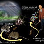 hantavirus_hires
