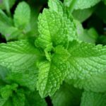 menta-mal-di-testa