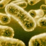 gonorrea