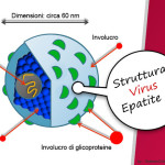 virus-epatite-C