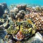 coral-reef