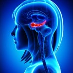 diagram-depicting-the-location-of-the-hippocampus-in-the-brain