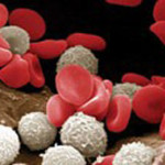 globuli_bianchi_1_38551