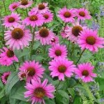 images (61)
