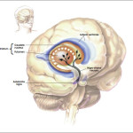 parkinsonsdisease