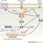 rapamycin-diagram-300x255