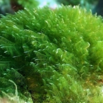spirulina