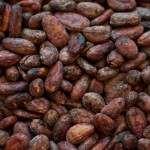 cocoa-beans