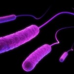 e-coli-bacteria