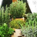 Proprietà-e-benefici-di-rosmarino-e-maggiorana-per-i-dolori-muscolari-bagno-con-rosmarino-e-maggiorana