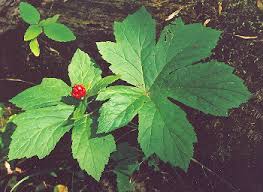 goldenseal