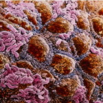 francescoquatraro_Flora batterica