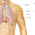 What-system-is-the-thymus-gland-in