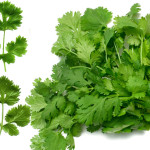 coriandolo