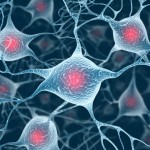 neurons