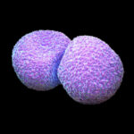 2-streptococcus-pneumoniae-bacteria-roger-harris