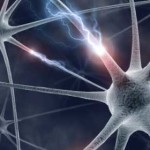 invecchiamento_neuroni