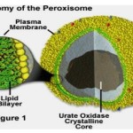 perossisoma