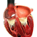 Cuore-035B15D1