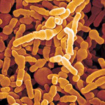 bifidobacterium-infantis