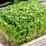 cancro-germogli-di-broccoli