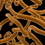 Candida-albicans_14214496_1