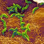 Helicobacter