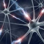 image-of-motor-neurons