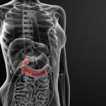 pancreas