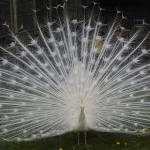 albino_peacock_3sfw